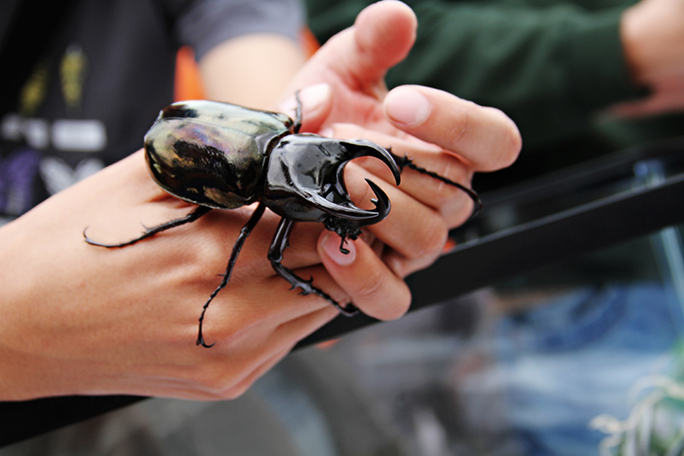 An up close up shot of the Rhinoceros Beetle being held by someone. 