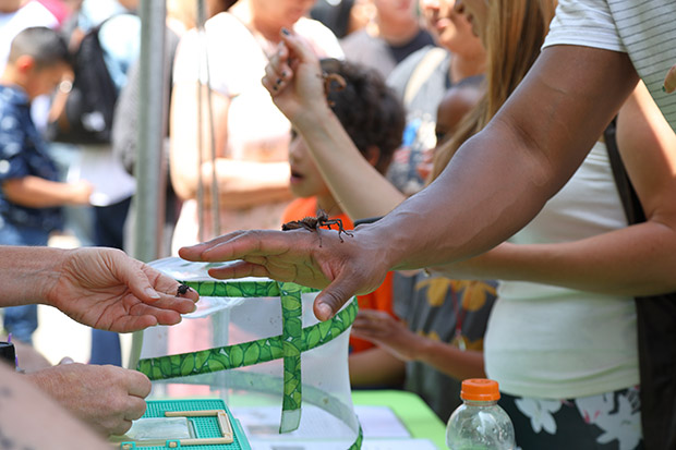 Two people are interacting at the Touch-A-Bug booth holding two insects from the collection.
