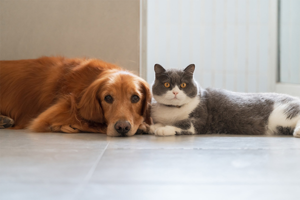 pets